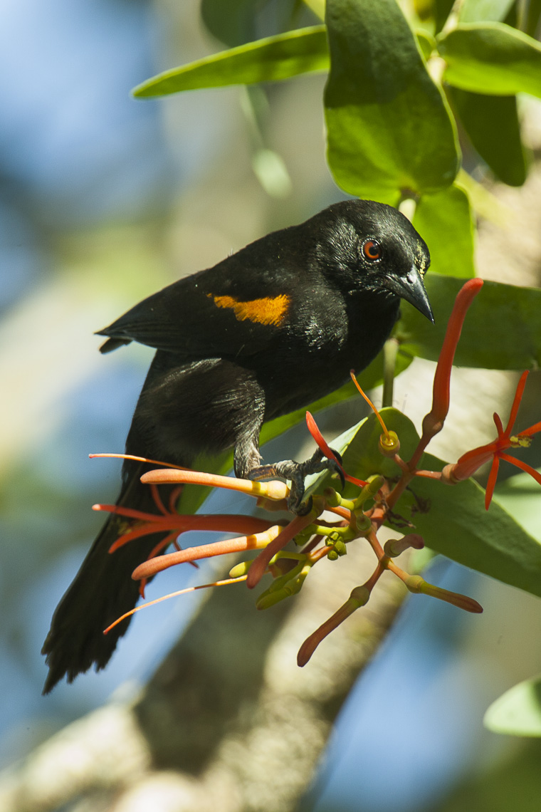 AI-Generated Bird Photos Are Contaminating Citizen Science Data