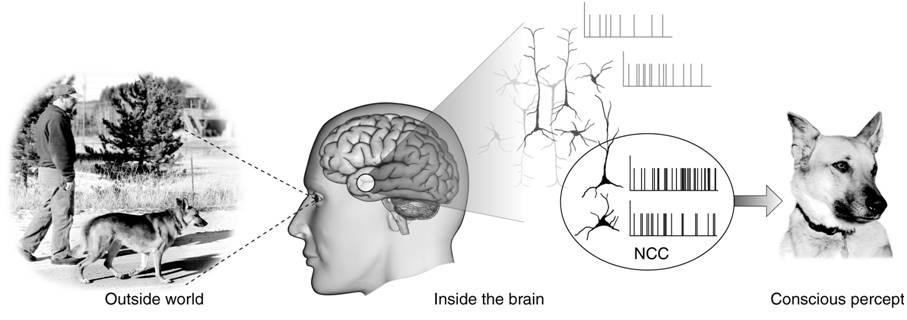Scientists: Biology Doesn't Rule Out Conscious AI