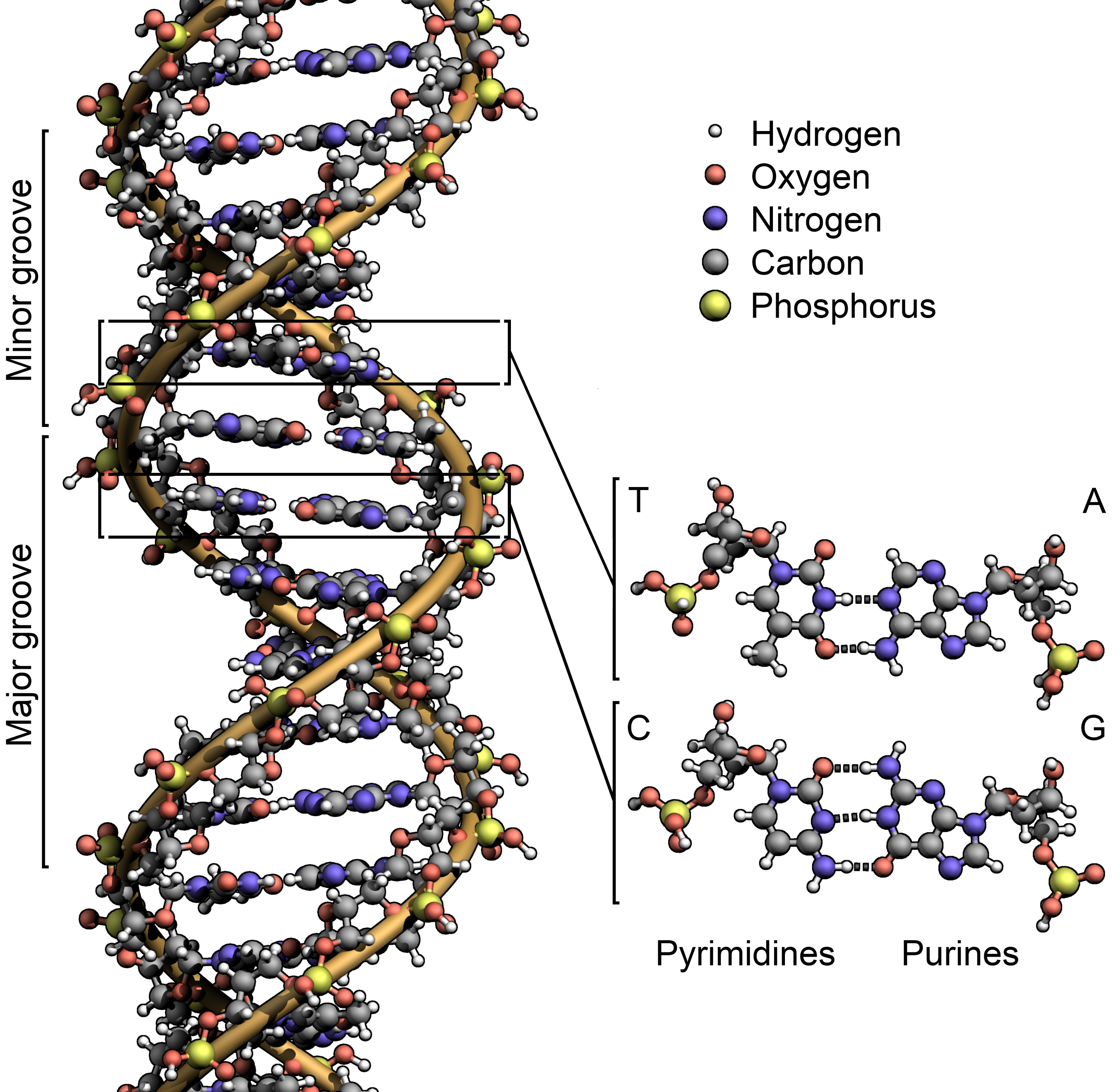 Google DeepMind udostępnia AlphaGenome Atlas z przewidywaniami dla 9 miliardów wariantów DNA