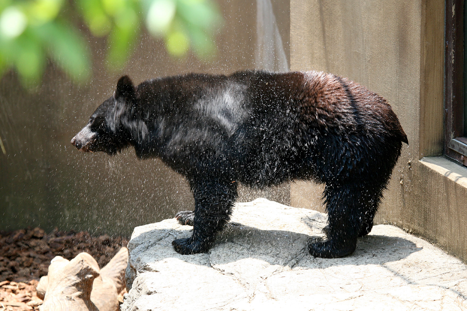Japan Deploys AI, Drones and Robot Wolves to Fight Bear Attacks